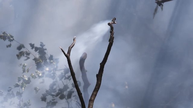 Smoke blows across frame, burnt tree branch smoldering in foreground