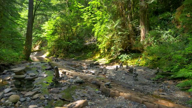 4K Slow Stream trickles through Mossy Green Pacific Northwest Forest