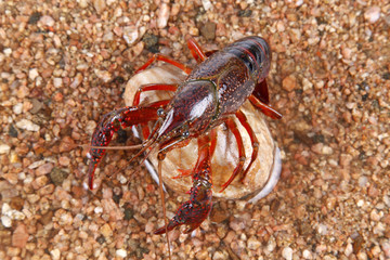 Crawfish