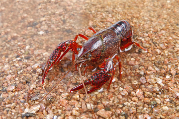 Crawfish