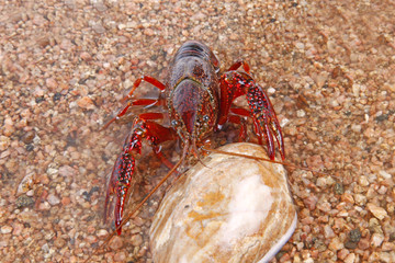 Crawfish