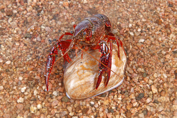 Crawfish