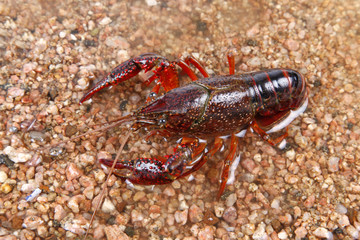 Crawfish