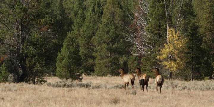 Three wary cow elk in mountain meadow
