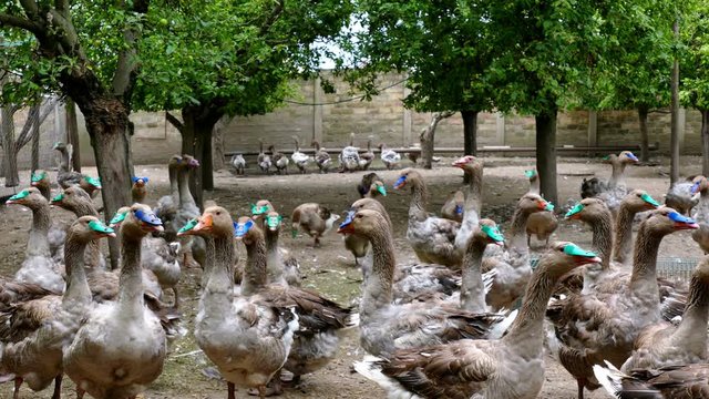 Geese on a rural farm