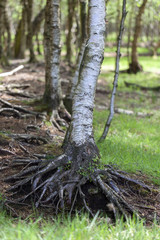 Birke - Wurzelwerk
