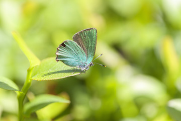 Obraz premium Brombeer-Zipfelfalter - Callophrys rubi in einer Makroaufnahme