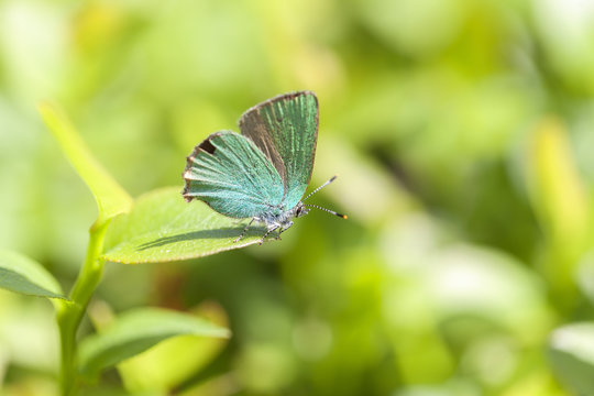 Brombeer-Zipfelfalter - Callophrys rubi in einer Makroaufnahme