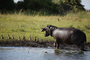 Wild Africa Botswana savannah African Hippo animal mammal