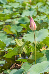 lotus flower bud