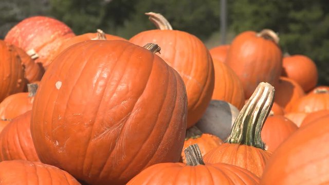 Close-up stack of harvested pumpkins