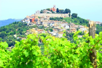 Vineyard and Old town Motovun in Istria, Croatia