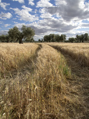 Fototapeta premium Huellas de tractor en campo de cereales