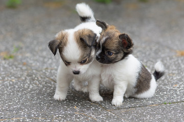 Puppies in a yard
