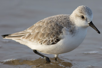 Sanderling closeup