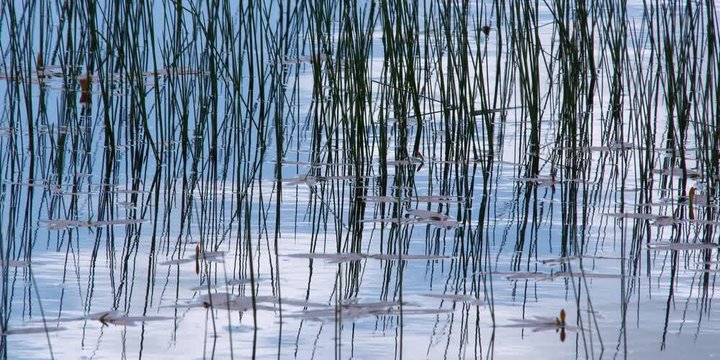 Close reflections of grass growing in water