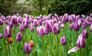 Colorful tulips