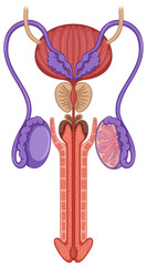 Inside of male reproductive system