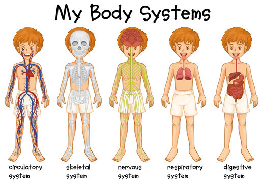 Different system in human