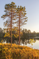 Две сосны и озеро © Тищенко Дмитрий