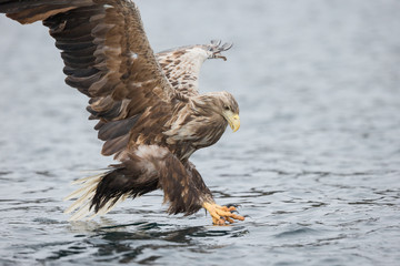 Male White-tailed Eagle