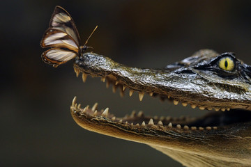 Catch me if you can! Schmetterling sitzt auf Krokodilmaul