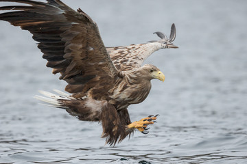 Male White-tailed Eagle