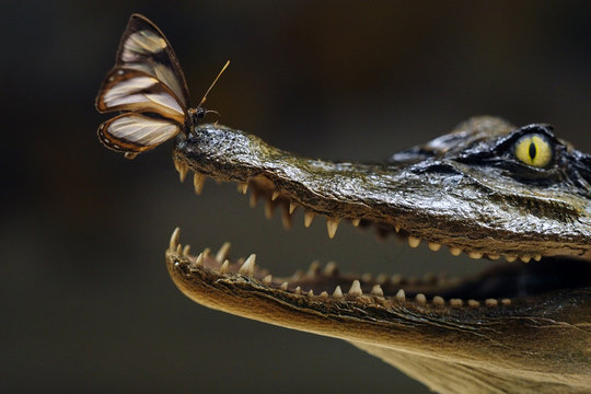 Catch me if you can! Schmetterling sitzt auf Krokodilmaul