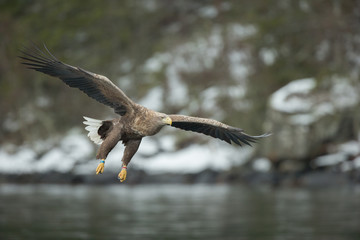 Male White-tailed Eagle