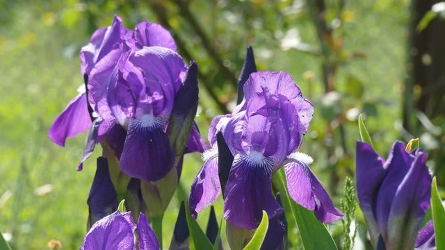 Iris flowers swaying in the wind. Bright sunny day