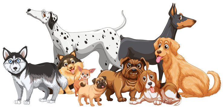 Group of different kind of dogs