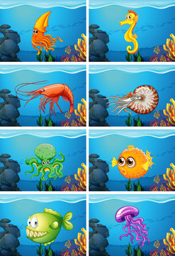 Scenes with sea animals under the sea