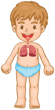 Respiratory system in human boy