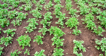 Rows of Potato Plants in Soil