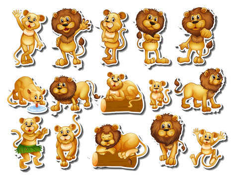 Sticker set of lion family