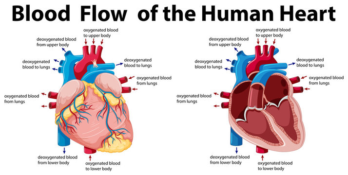 Blood flow of the human heart