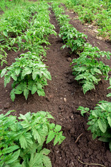 Rows of Potato Plants in Soil