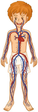 Circulatory system in human boy