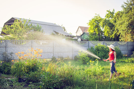 Watering  with a hose,  gardening concept