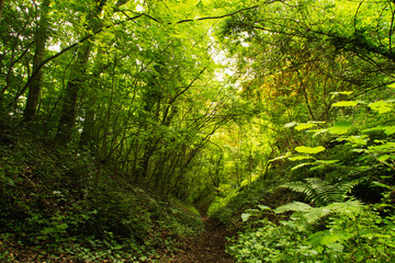 View through English woodland in the summer - 114767149