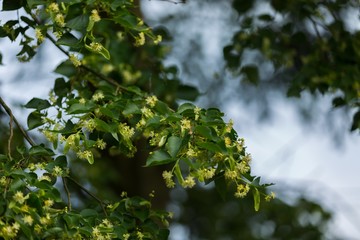 Blooming branches of lime tree (Tilia cordata)
