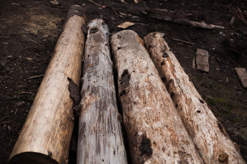 Pile of cut pine logs in the forest.