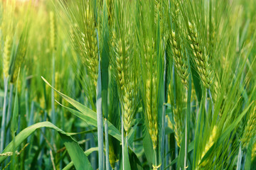 fresh green wheat field during summer day.