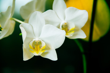 Naklejka na ściany i meble Vintage white orchids