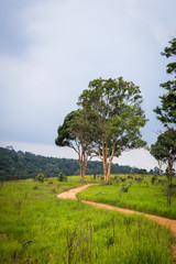 nature view at Khao Yai national park