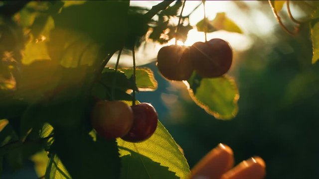 Woman plucks cherries
