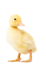Duckling standing isolated on white background