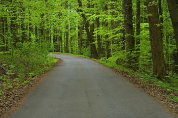 Naklejka premium Asphalt road through the forest