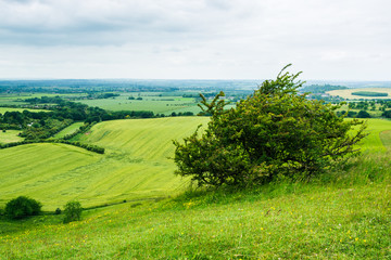 Obraz premium Rolling landscape of English midland in summer on overcast day at Dunstable Downs, UK