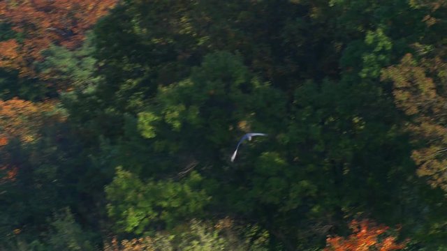 Looking down on heron flying over fall colors